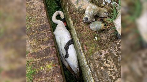 Swan stuck in gap