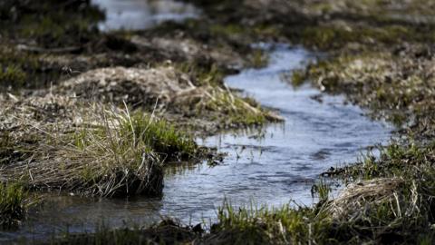 A stock image of a shallow meandering brook. There is long grass on either side of the bank and the water is flowing towards the camera.