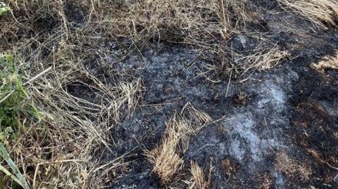 A burnt area of woodland, showing charred ground. There is some grass around the edge.