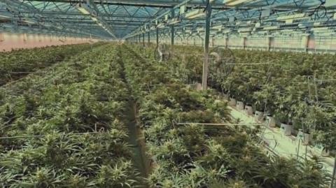 Large indoor greenhouse filled with rows of cultivated plants under a glass roof and overhead lighting.