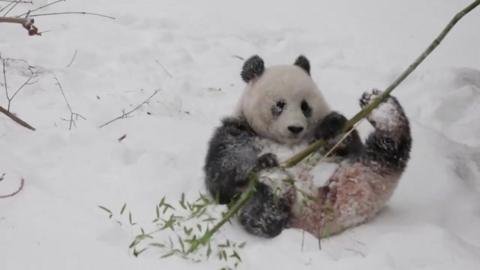 A panda plays with a bamboo branch whilst lying down in the snow.