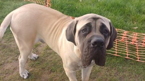 Bruce is a huge English Mastiff 