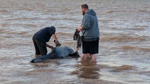 People try to free the pilot whale from the shallow water.