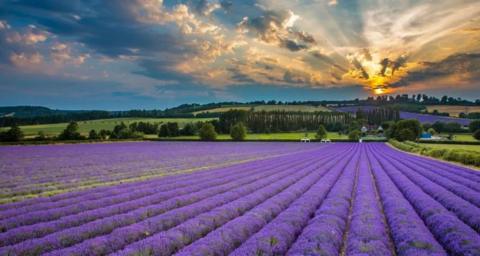 A purple field of lavender under an orange and blue sky.