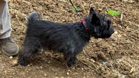 A black cairn terrier standing in dry soil with very sparse vegetation around.