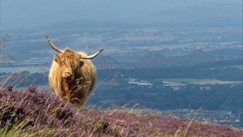 A shaggy Highland cow stands on a hillside covered in purple heather, overlooking a broad landscape of fields and hills. In the distance, a large steel bridge spans an estuary beneath a hazy sky.