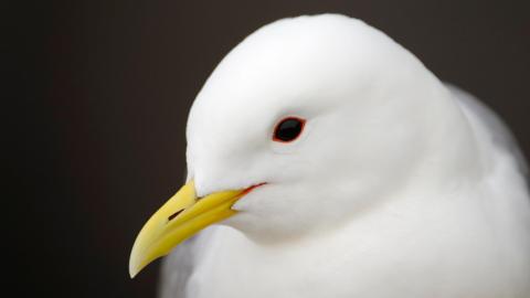 Kittiwake