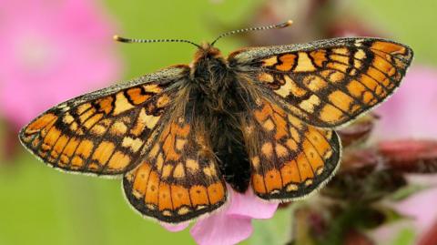 An orange butterfly sits on a pink flower. It's body is hairy and is wings are divided by black lines into various orange colours.