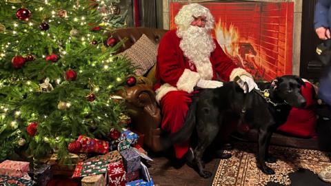 A brightly decorated Christmas tree is positioned next to a brown leather chair with heaps of presents underneath. A man wearing a red suit, with a white beards is sat next to a glowing fireplace whilst holding the leash of a black labrador dog.