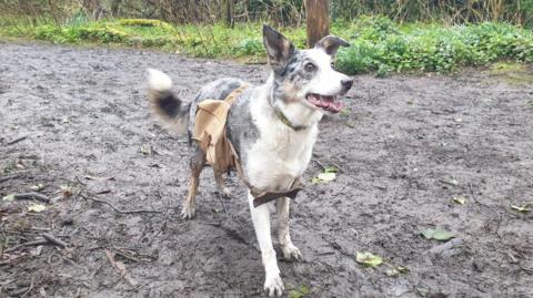 A border collie wearing a seeding bag