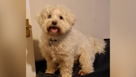 A small white fluffy dog looks at the camera with its tongue partially hanging out. 