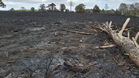 A bare and charred landscape with a fallen tree trunk in the foreground.