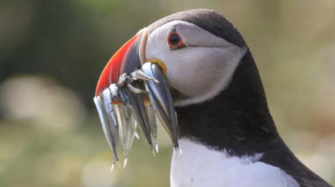 a puffin with fish in its beak