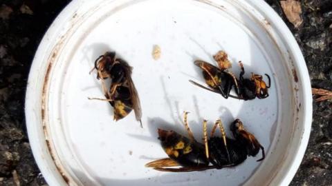 There are three dead hornets on a white dish. They all have dark bodies, with some yellow and yellow legs. The queen is larger than the two workers.