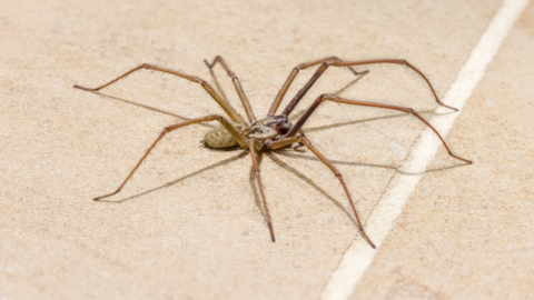 Close up of a large house spider on a tiled floor