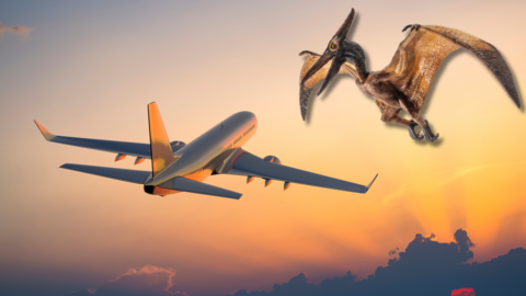 an aeroplane and a pterosaur