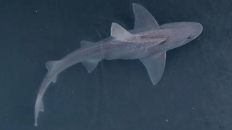 A small shark swimming in water.
