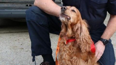 Jarvis is a chestnut coloured dog with a red and orange coloured collar and lead on him.