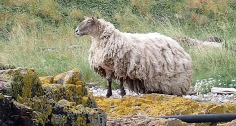 Lonely sheep on shoreside