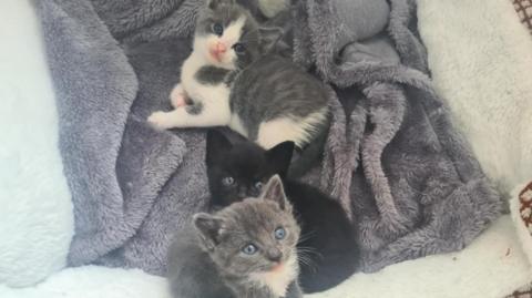 Three young kittens are sitting on a grey blanket in plush, white cat bed. The kitten at the back is grey and white, in the middle is an all-black kitten and at the front if a grey kitten with white tufts on its chest. All have blue eyes
