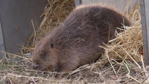 A small brown beaver is captured mid‑step as it emerges from an open transport crate lined with straw. Its dense fur is slightly ruffled, and bits of straw cling to its coat. The beaver’s head is low to the ground as it sniffs the earth just outside the crate. Behind it, the metal sides of the crate frame the scene while loose straw spills out onto the grass.
