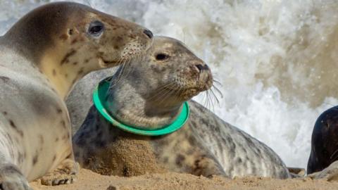 Seal with a ring stuck over its head