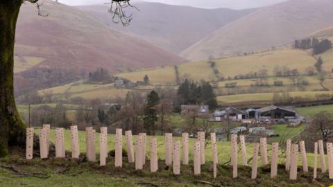 Arpund 35 cream tubes around the planted trees which are only just poking out the top. To the left there is a large tree. They are planted on a grassy slope with a farm visible in the valley below. There are hills in the background which are slightly misty. The sky above is grey.