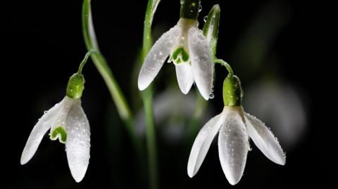A close-up picture of three snowdrops with some water droplets on them against a black background.