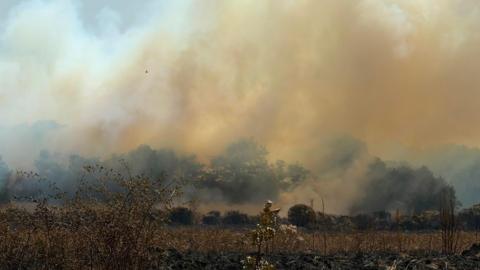 White smoke rises in the distance from an area of green trees. In the foreground is shrubbery with tall dry grass behind it and some more trees and hedging. 