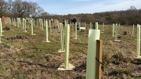 Several new trees have been planted on a large field which has a woodland in the background. Each tree is surrounded by a green tube with a wooden stick holding it straight.