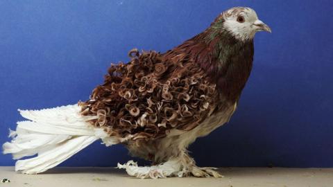 A pigeon with brown, green and white feathers. The feathers on its wings are curly