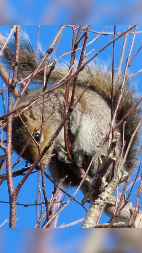 A grey squirrel in a tree