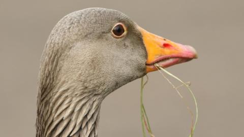 Gèadh-glas le feur na bheul 