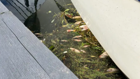 Small orange and silver dead fish by a white boat in the water