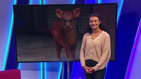 Nina in the studio with a baby deer in the screen