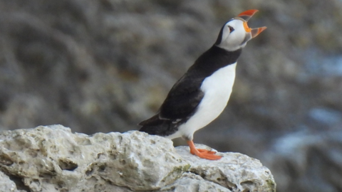 A puffin stood on the edge of a rock with its beak open