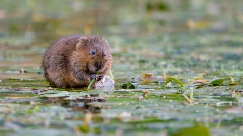 A water vole feeding on a green plant in a pool of water