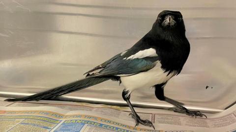 Magpie standing on newspaper inside a container