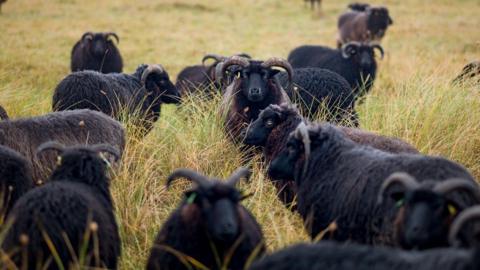A field full of black sheep with horns