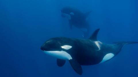 Two black and white whales known as orcas are swimming in blue water.