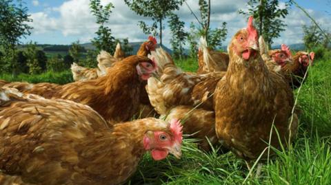 A number of brown chickens sitting in the grass, under a cloudy sky with trees in the distance