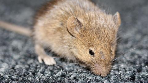 A common house mouse
