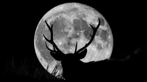 A full supermoon with the silhouette of a wild stag on a hill at night.