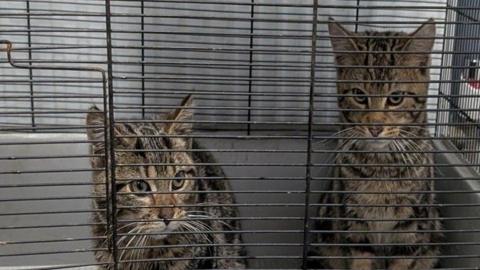 Two tabby kittens sitting in a small cage. One is leaning on it's front paws and one is more upright.