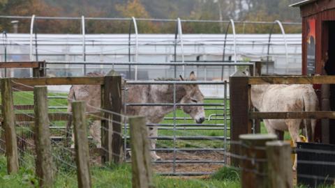 Two donkeys in an enclosure at the Rising Sun Farm in Wallsend. The donkeys are standing in a wooden outdoor enclosure with straw on the floor. A stable stands to the right.