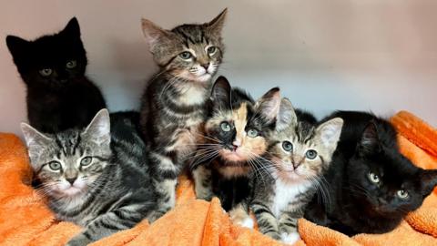 Six kittens looking into the camera 