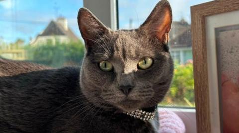A grey cat with large green eyes, wearing a diamante collar and lying on a window sill.