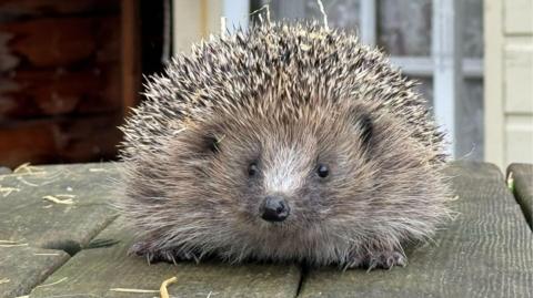 A hedgehog sits on a wooden table and looks straight into the camera