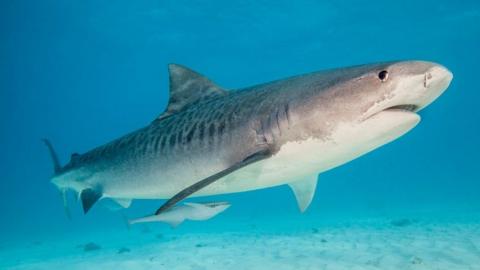 Tiger shark