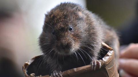 A small water vole looking into the camera. It has small, black eyes and brown fur with light whiskers. Its holding onto a tape-covered object with its front feet.